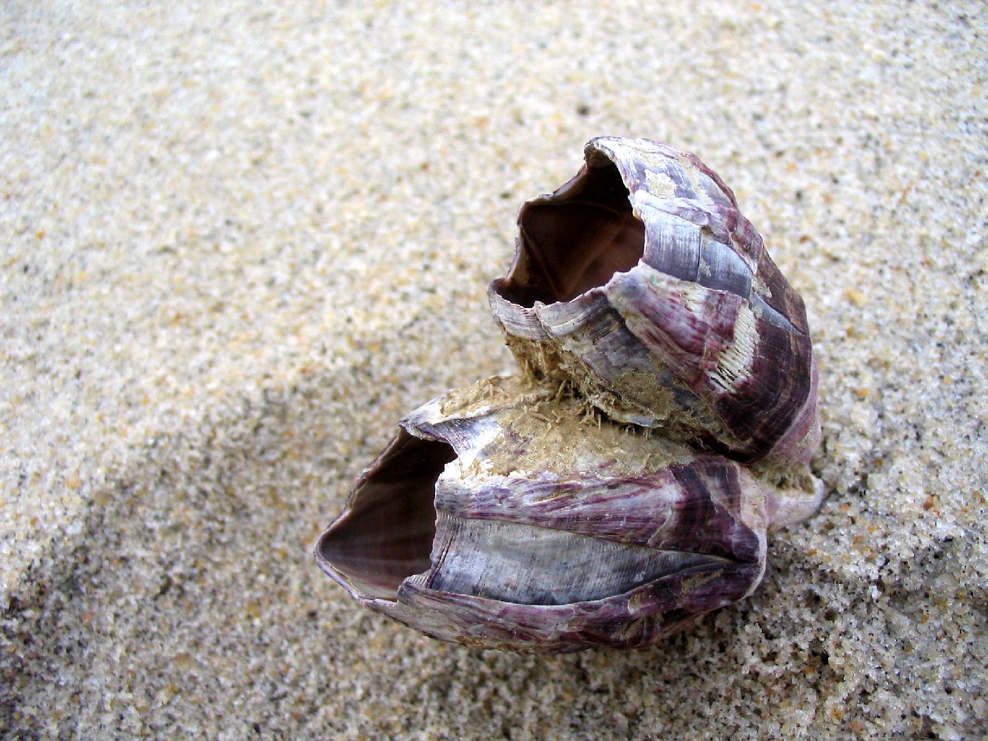 Titan acorn barnacle (Megabalanus tintinnabulum)