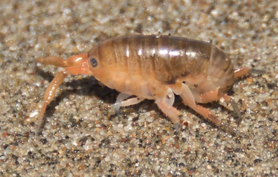 Megalorchestia (Megalorchestia)