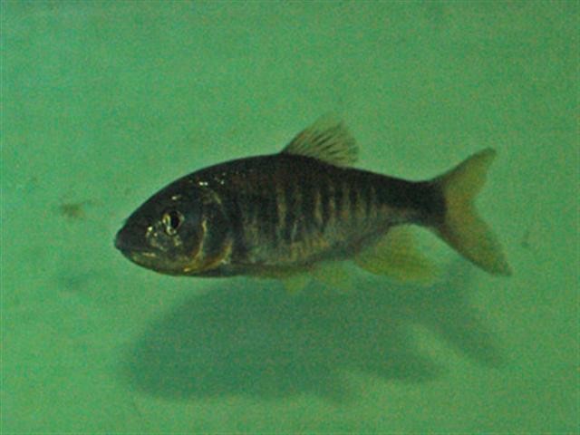 ハス属 (Opsariichthys)