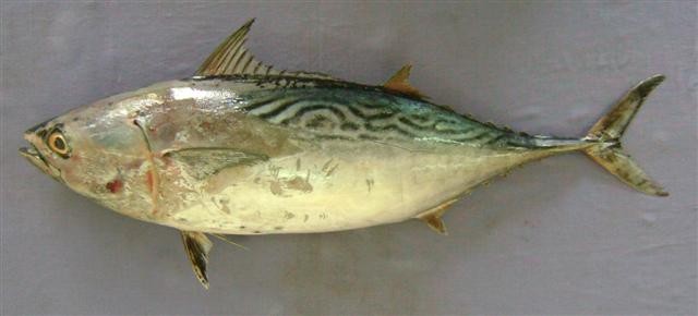 Lesser tunas (Euthynnus)