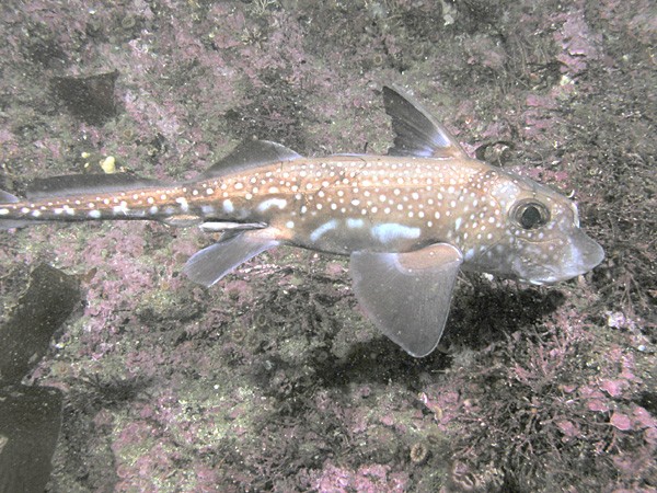 Pale ghost shark (Hydrolagus)