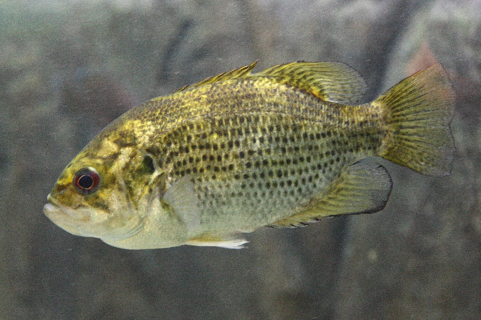 Rock bass (Ambloplites rupestris)