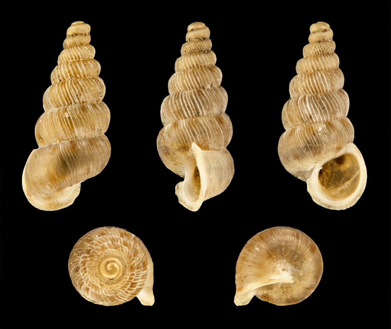 Cochlostoma septemspirale (Cochlostoma septemspirale)