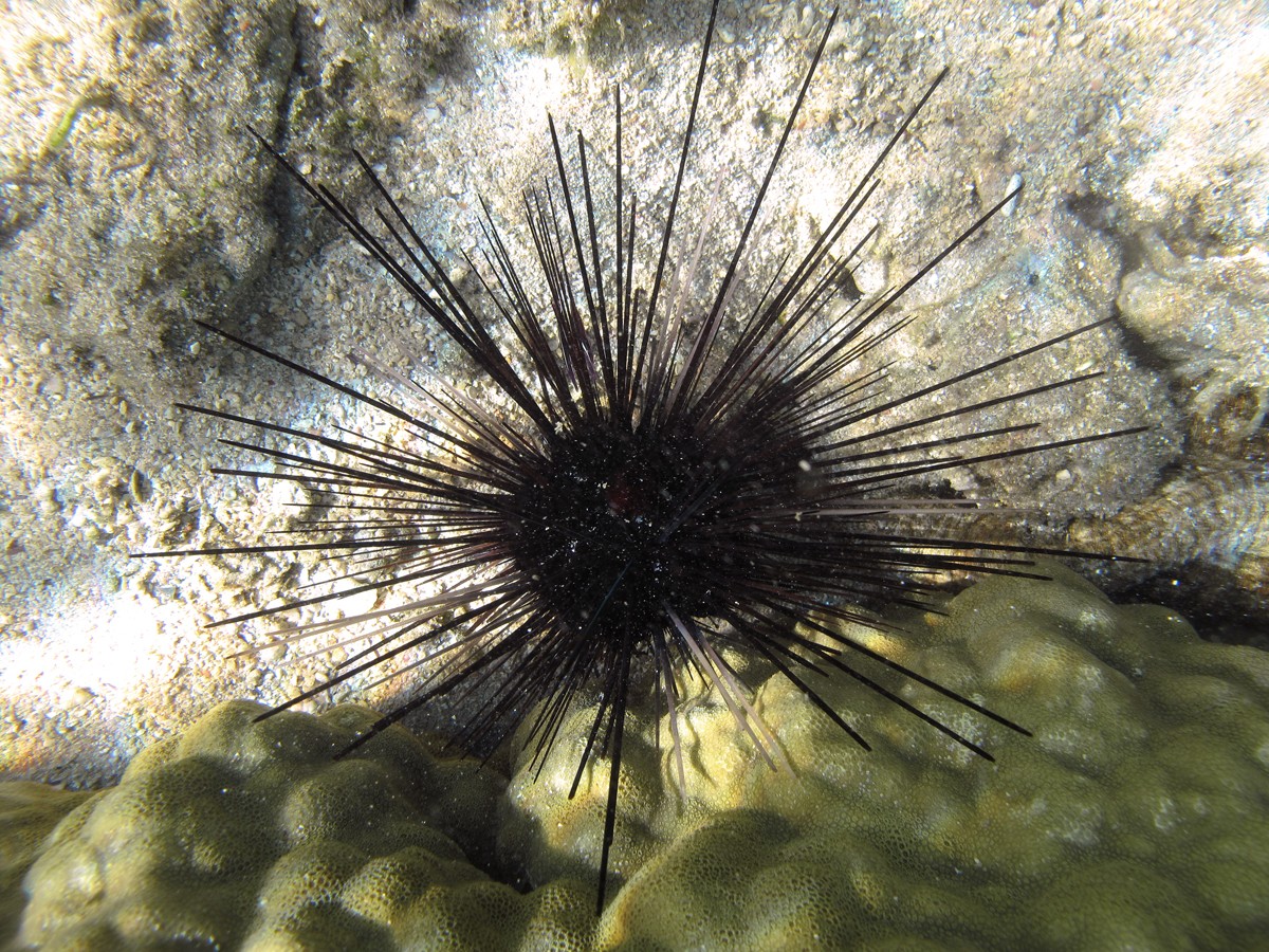 Oursin diadème à gros piquants (Echinothrix diadema)