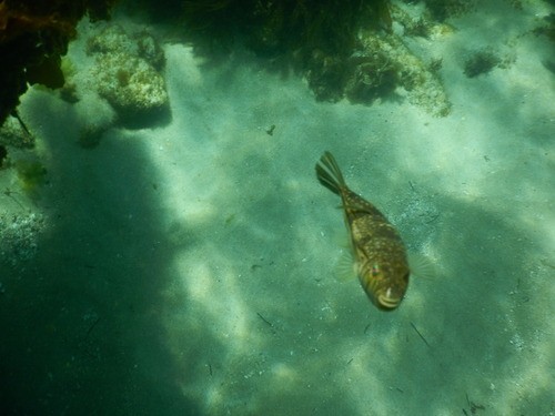 Weeping toadfish (Torquigener pleurogramma)