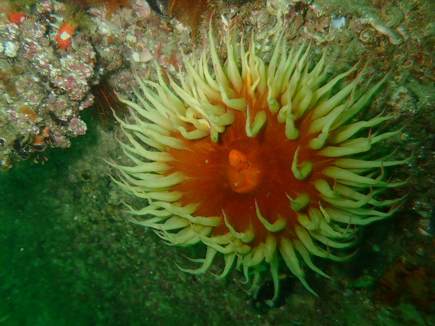 Pseudactinia flagellifera (Pseudactinia flagellifera)