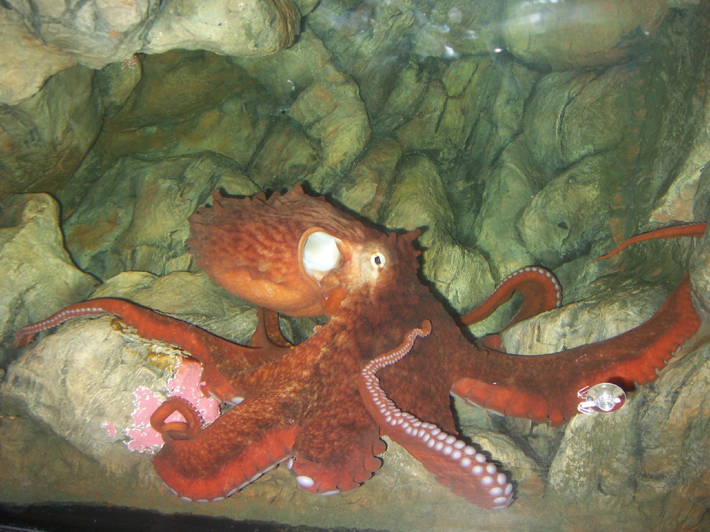 北太平洋巨型章魚 (Enteroctopus dofleini)