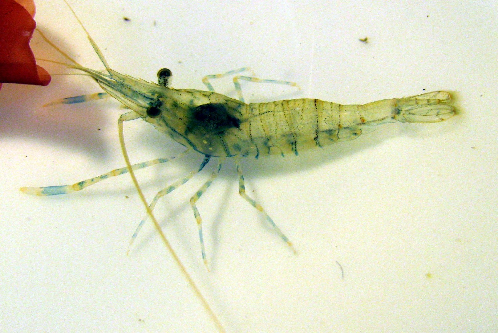 Rockpool shrimp (Palaemon elegans)