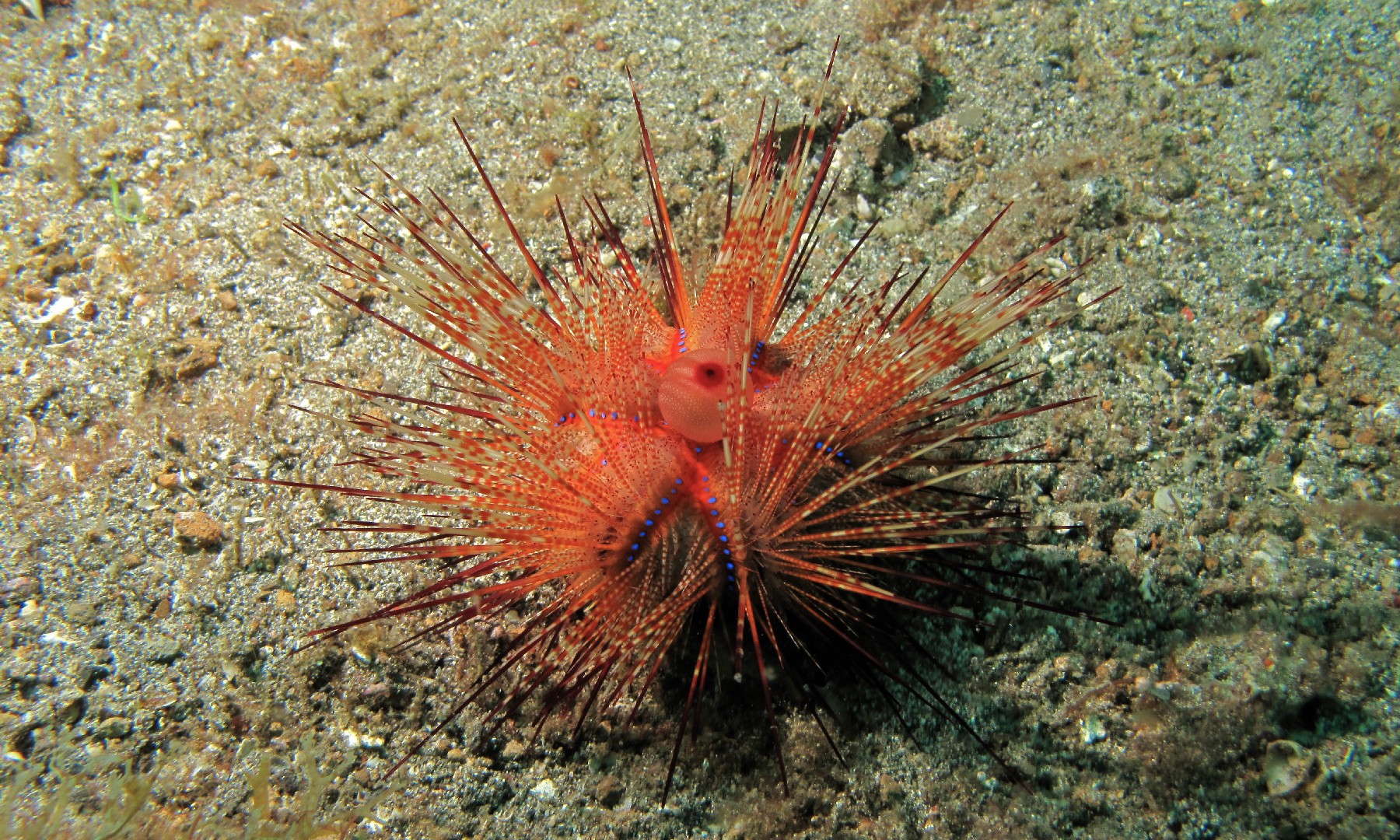 Roter diademseeigel (Astropyga radiata)