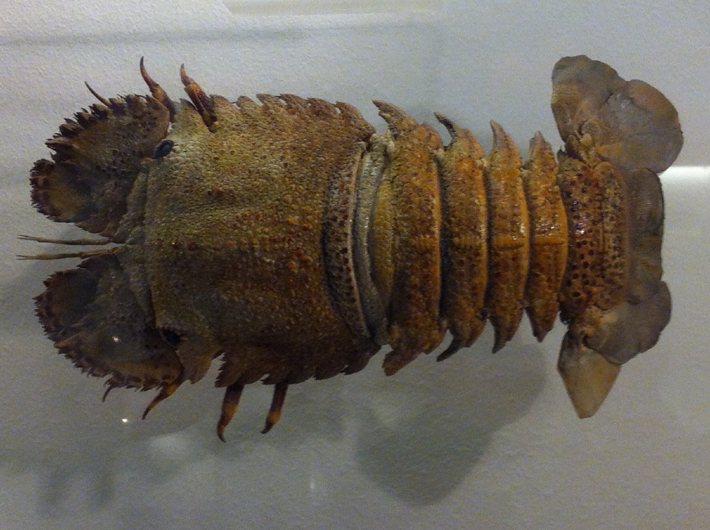 Sculptured mitten lobster (Parribacus antarcticus)