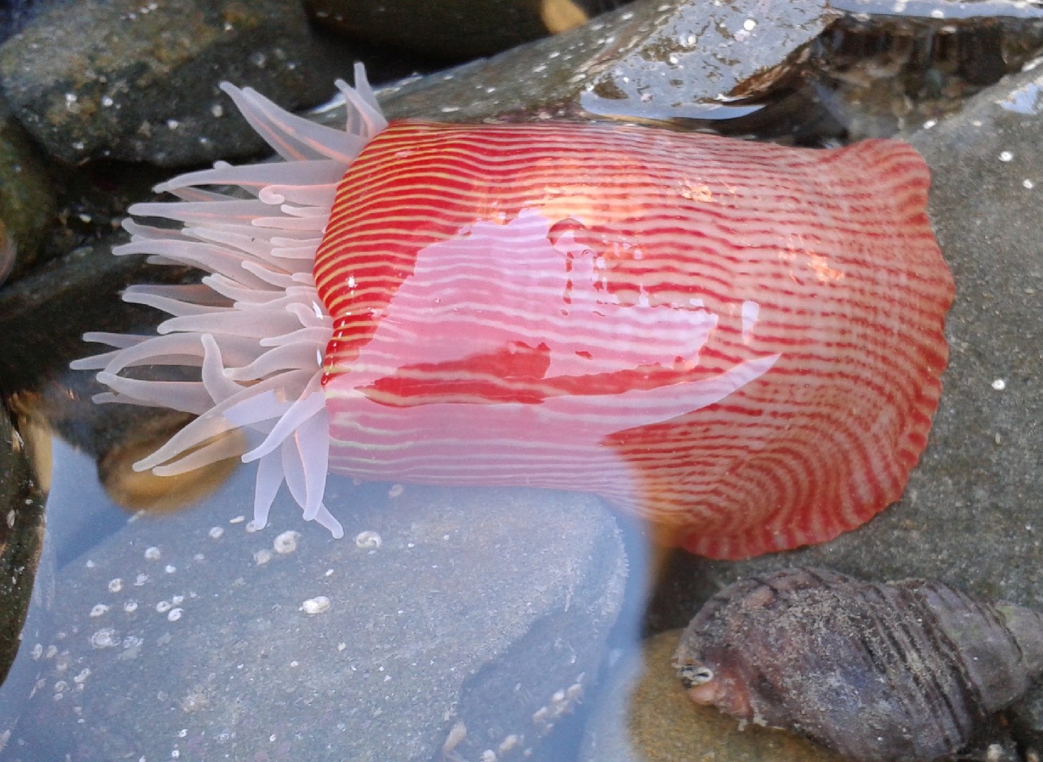 Red-striped anemone (Epiactis thompsoni)