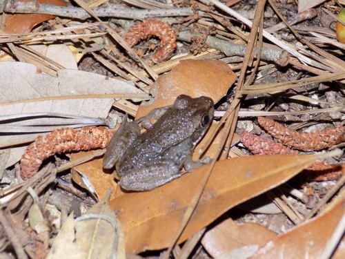 Bronze frog (Lithobates clamitans clamitans)