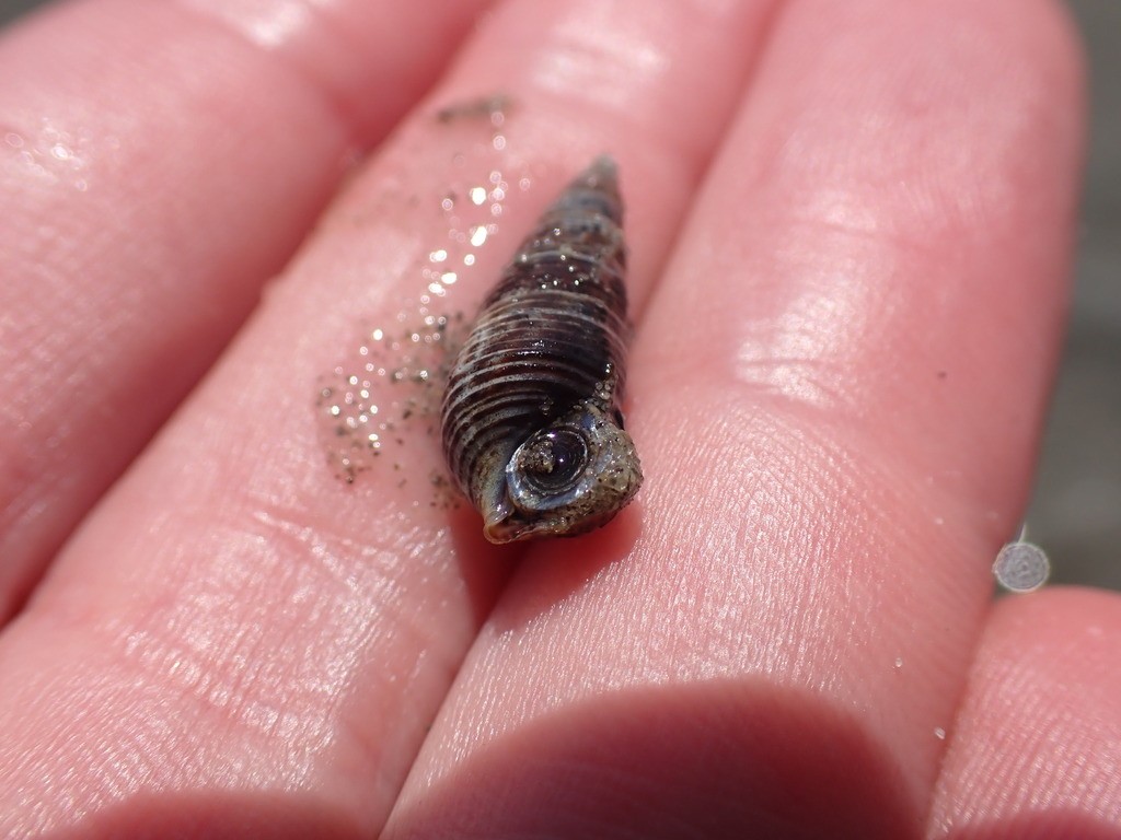 ホソウミニナ(細海蜷) (Batillaria attramentaria)
