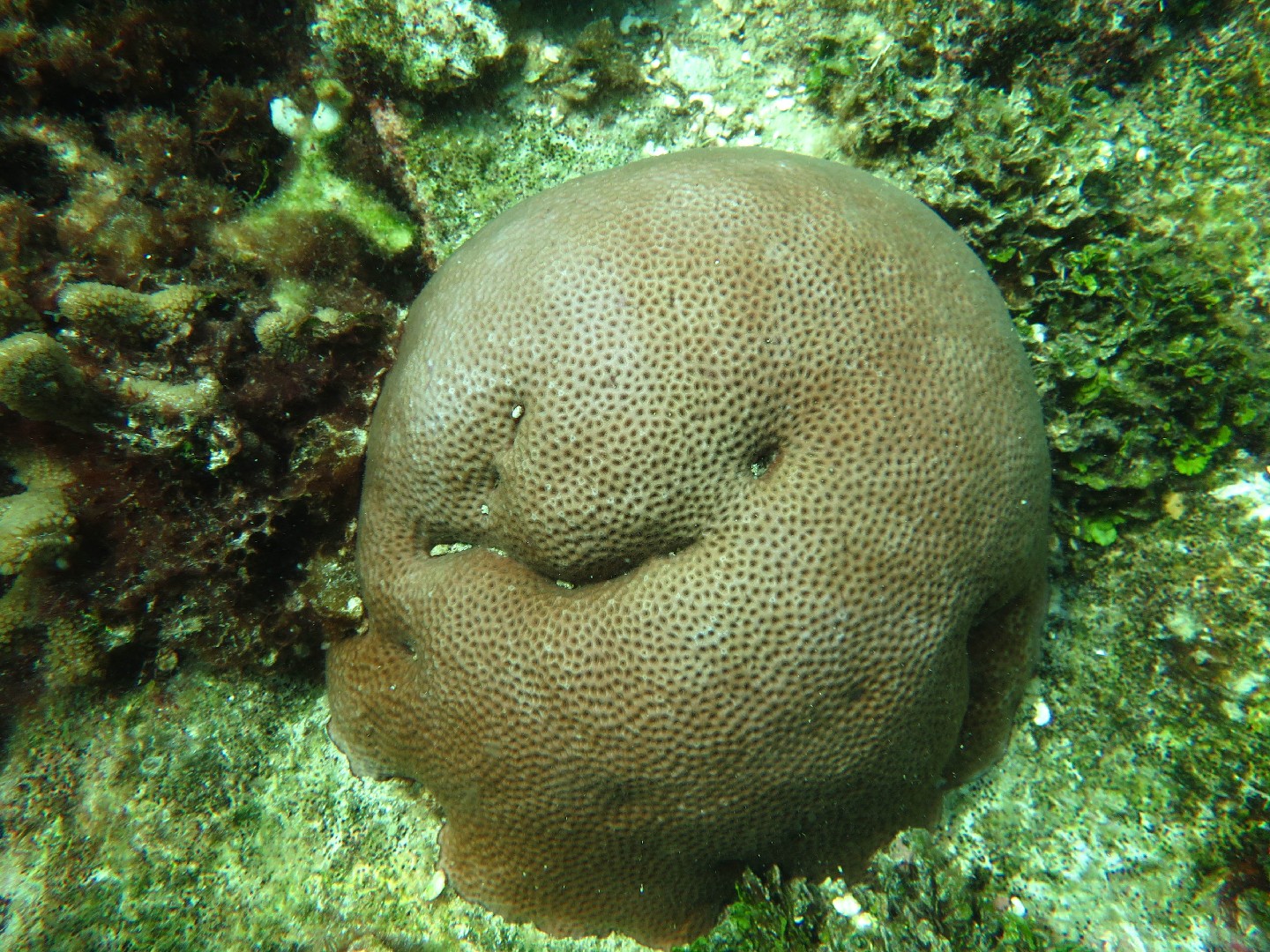 Coral estrella masiva (Siderastrea siderea)