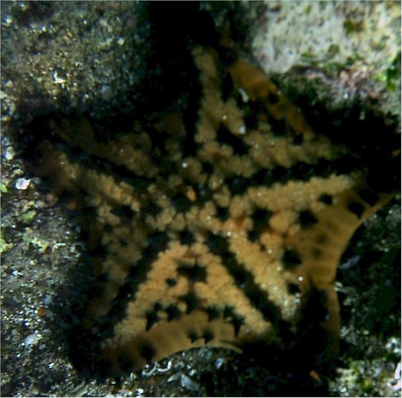 Estrella de mar chispas de chocolate (Nidorellia armata)