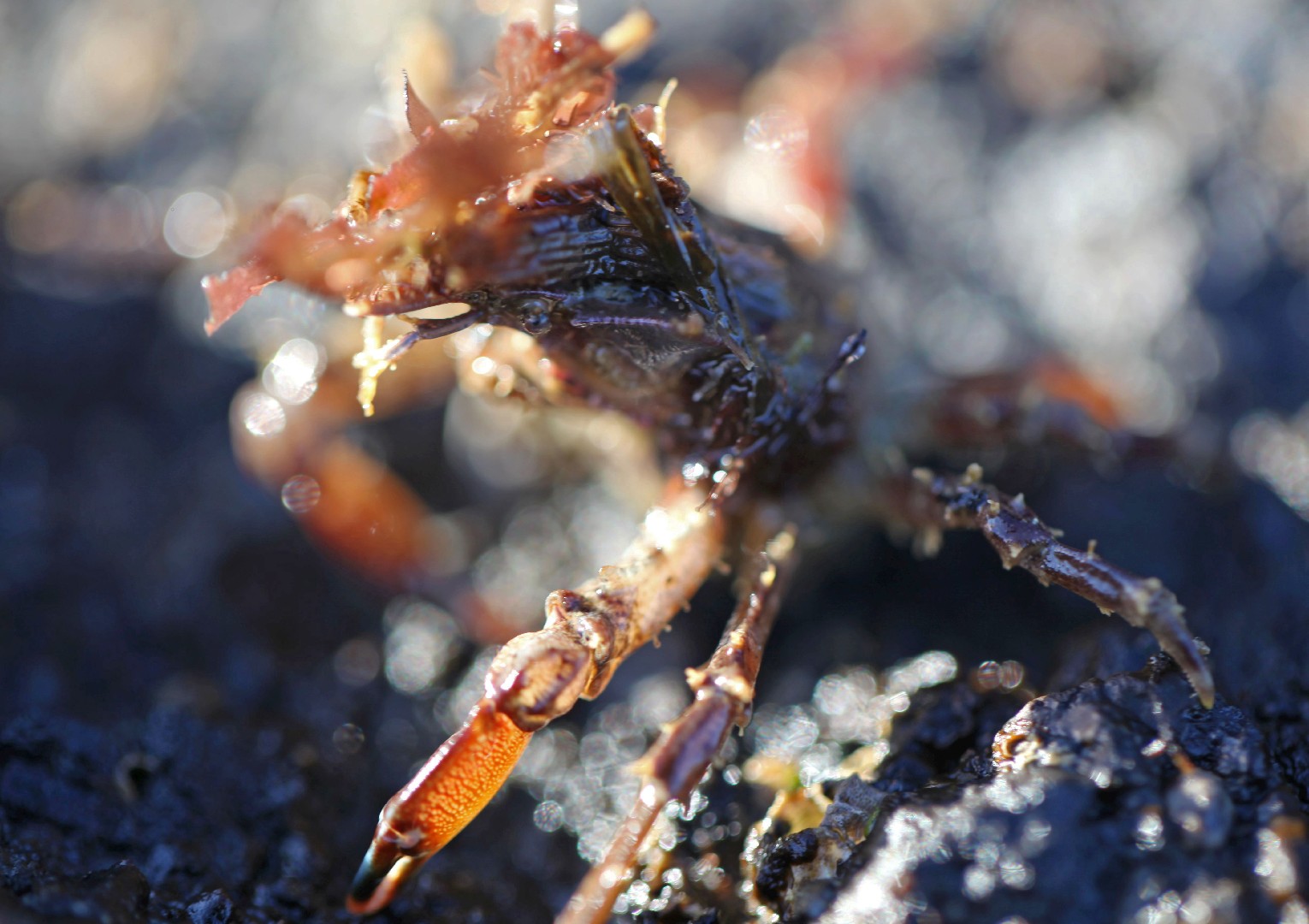 Graceful decorator crab (Oregonia gracilis)