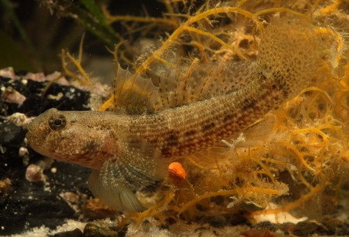 Bathygobius krefftii (Bathygobius krefftii)