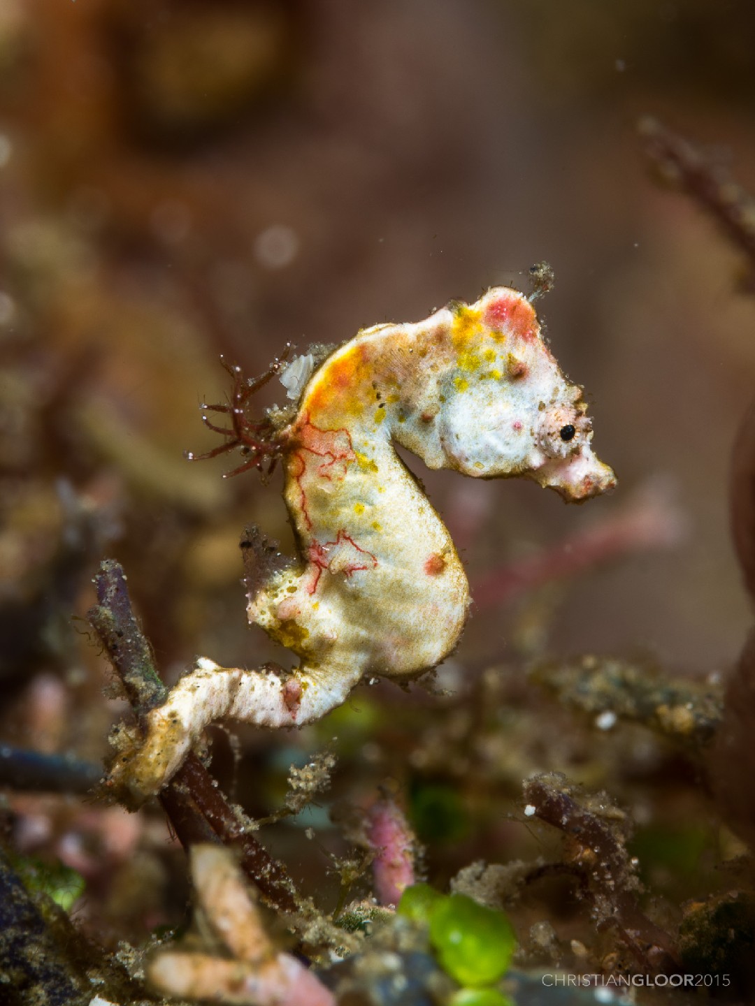 Weedy pygmy seahorse (Hippocampus pontohi)