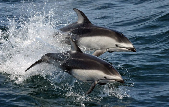 Delfín de costados blancos del pacífico (Lagenorhynchus obliquidens)