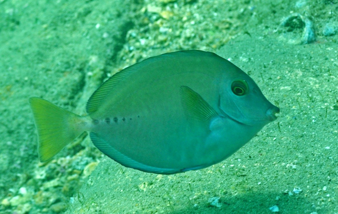 小鱗多板盾尾魚 (Prionurus microlepidotus)