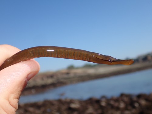 Große schlangennadel (Entelurus aequoreus)