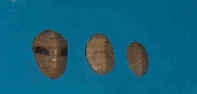 Lepidochitona (Lepidochitona)