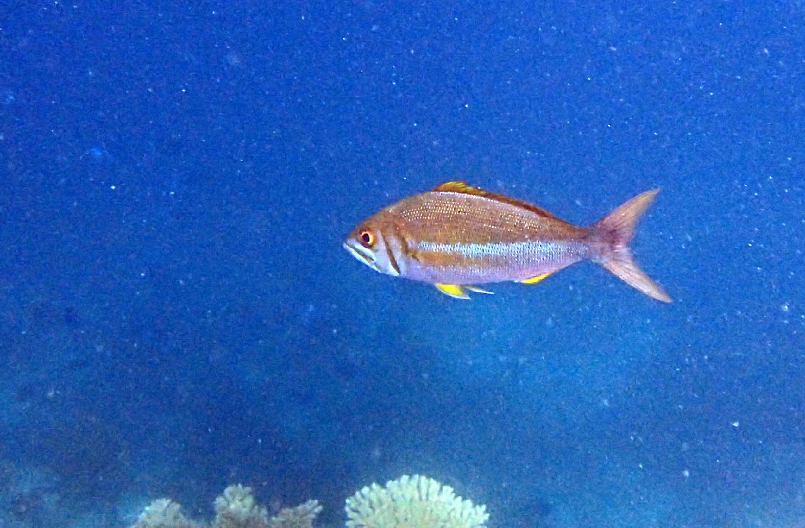 Small-toothed jobfish (Aphareus furca)