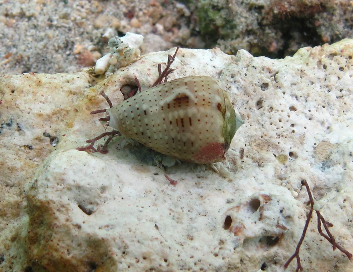 Crowned cone (Conus coronatus)