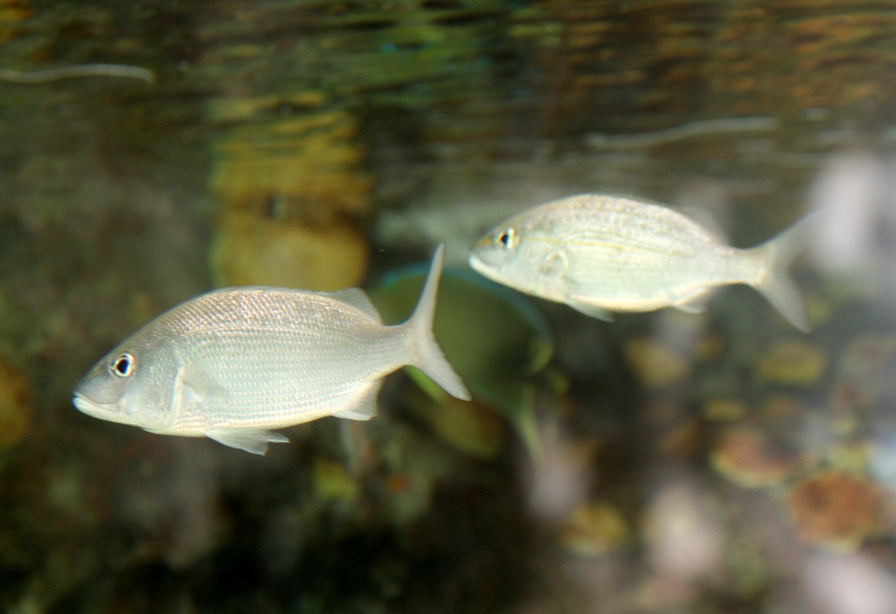 Scaled-fin grunts (Haemulon)