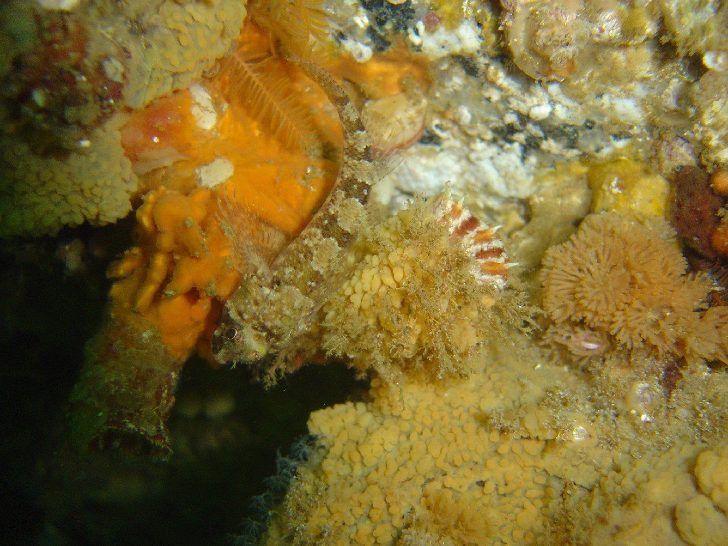 Cape triplefin (Cremnochorites)