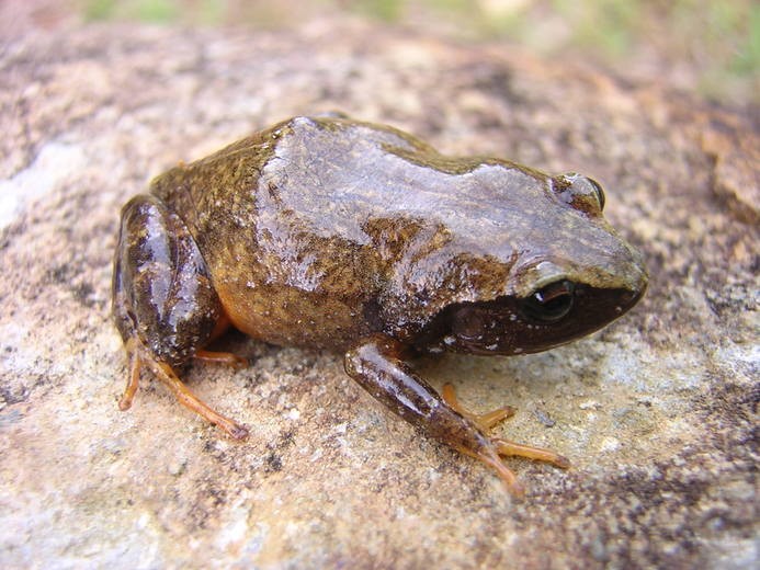 Rain frogs (Eleutherodactylus)