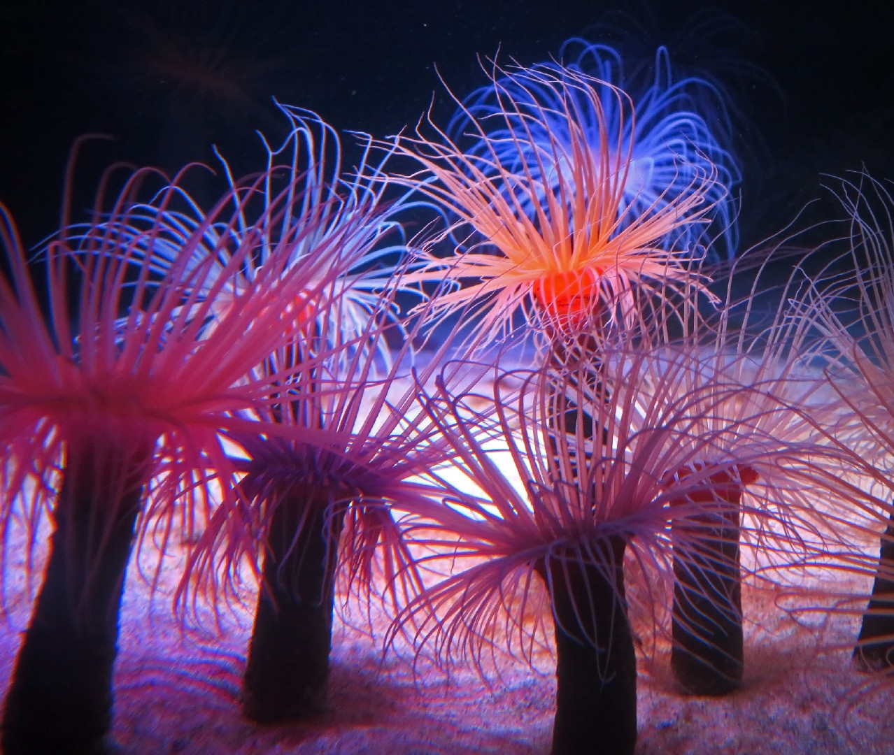 Fringed cerianthid (Pachycerianthus fimbriatus)