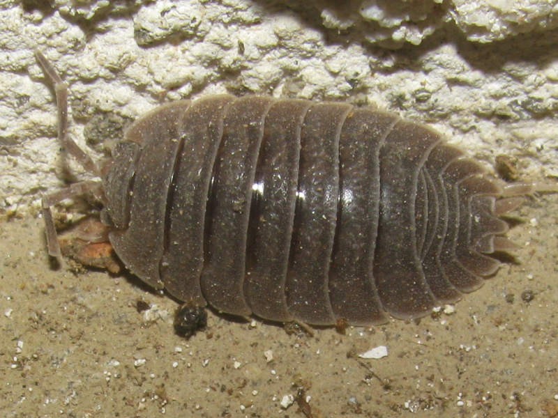 Cochinilla del cañón gigante (Porcellio dilatatus)