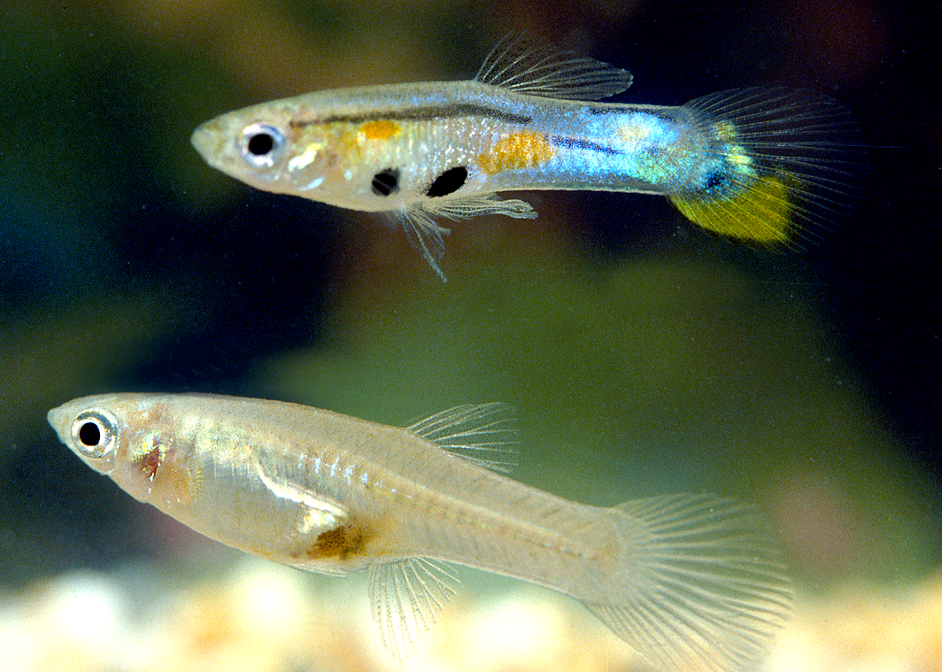 孔雀魚 (Poecilia reticulata)