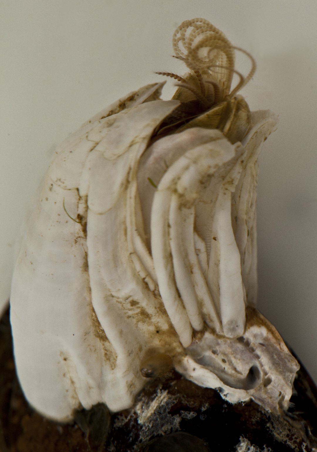 An acorn barnacle (Balanus crenatus)