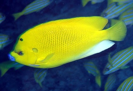 Poisson ange à trois taches (Apolemichthys trimaculatus)