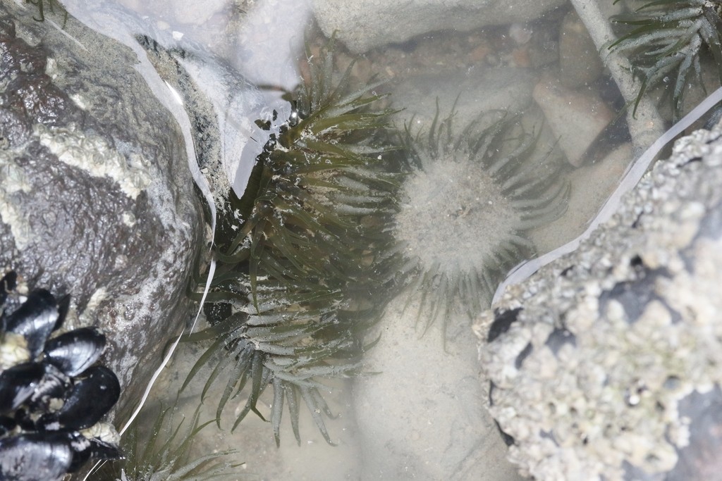 Olive anemone (Isactinia olivacea)