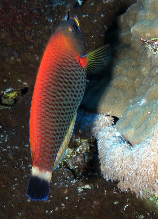 Chiseltooth wrasse (Pseudodax moluccanus)