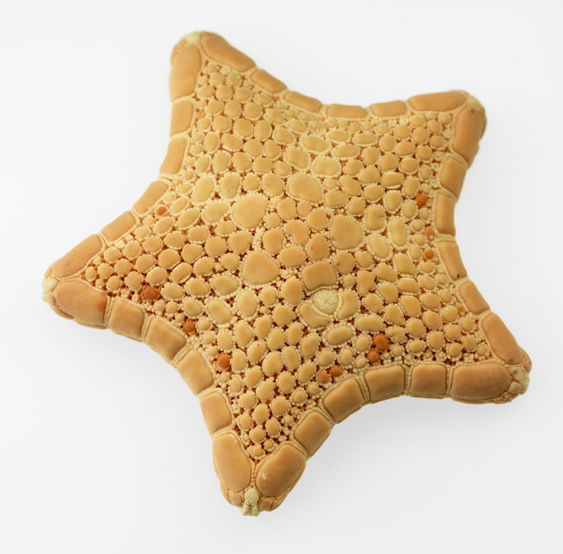 Biscuit sea star (Tosia australis)