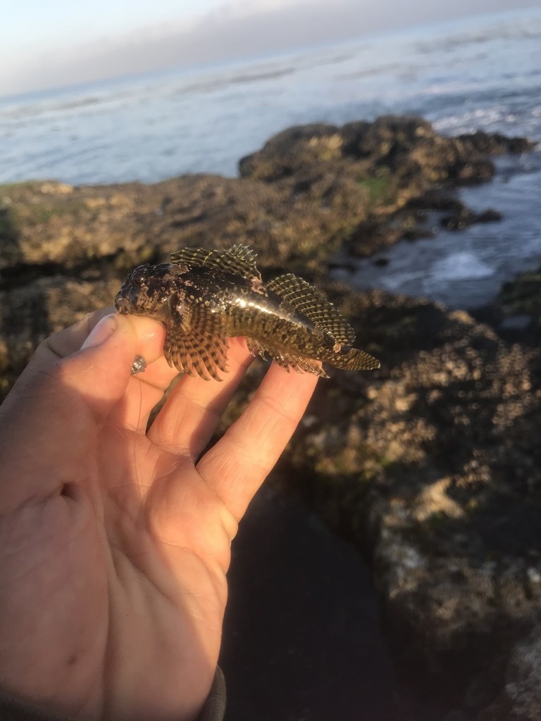 Sharpnose sculpins (Clinocottus)