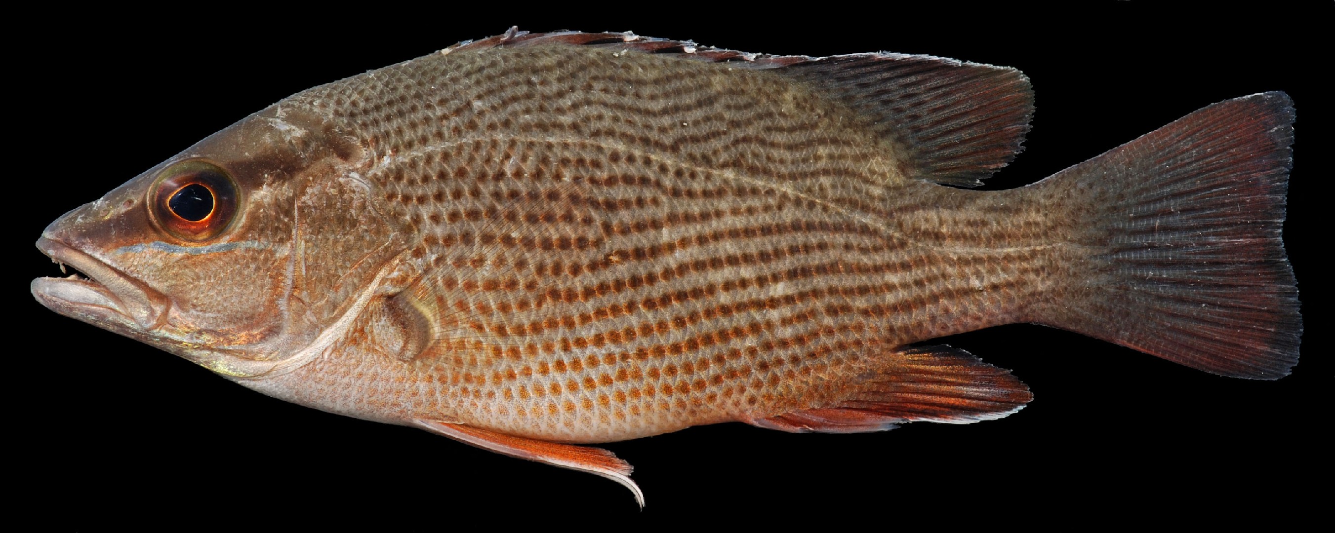 Pargo mulato (Lutjanus griseus) - Picture Fish