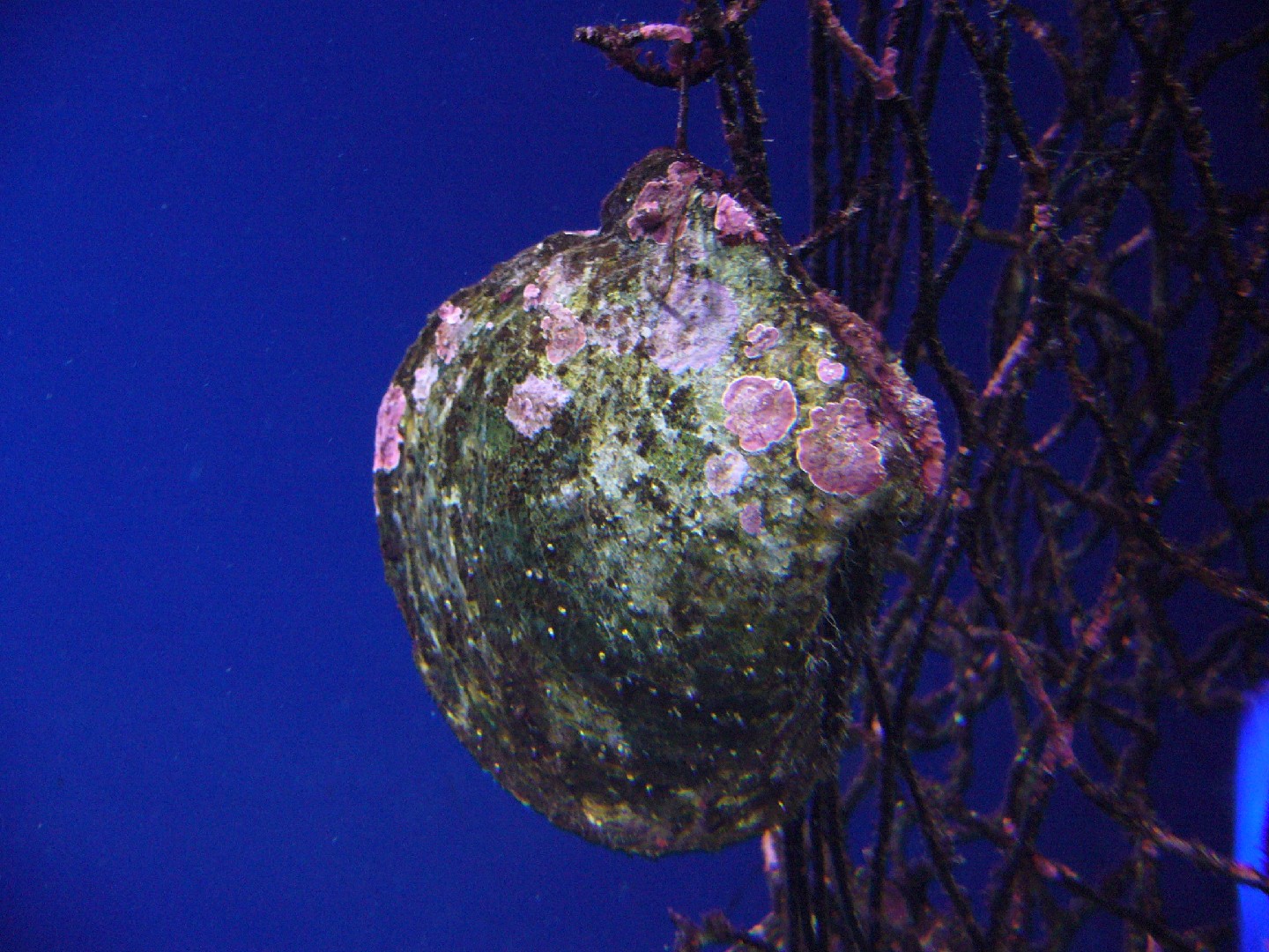 真珠蛤屬 (Pinctada)