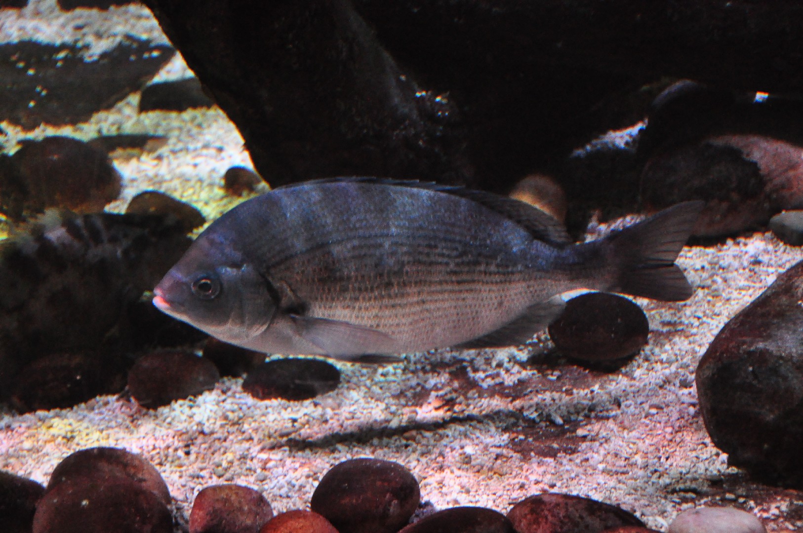 Black sea bream (Spondyliosoma cantharus)