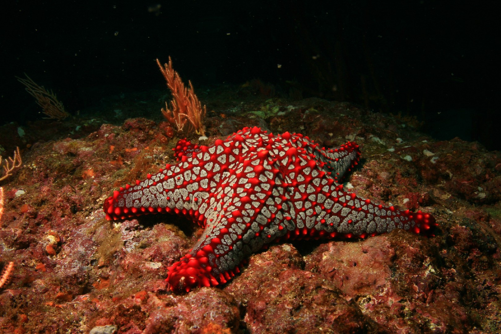 Panamaischer noppen-seestern (Pentaceraster cumingi)