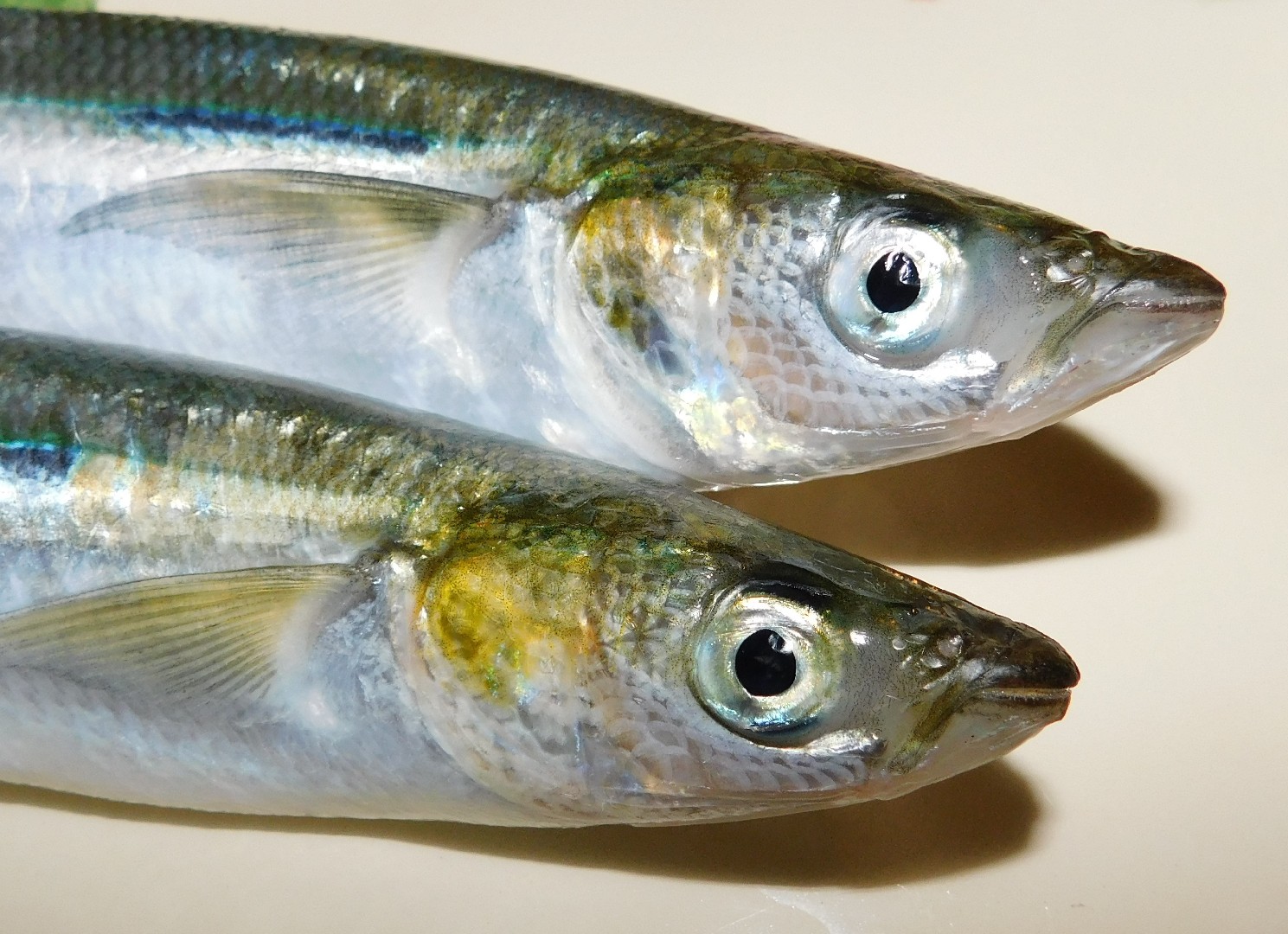 Athérine grasdeau (Atherinopsis californiensis)