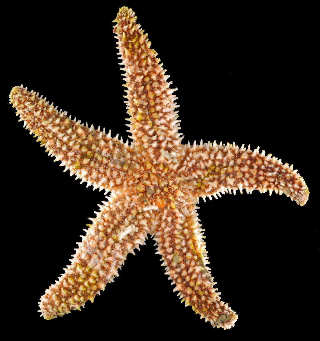 Forbes sea star (Asterias forbesi)