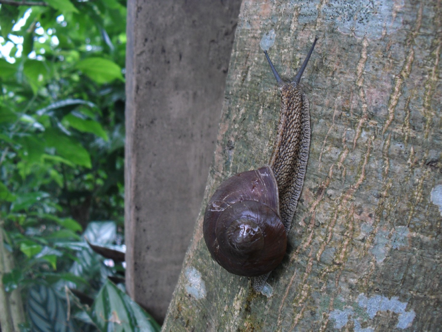 Nesiohelix swinhoei (Nesiohelix swinhoei)