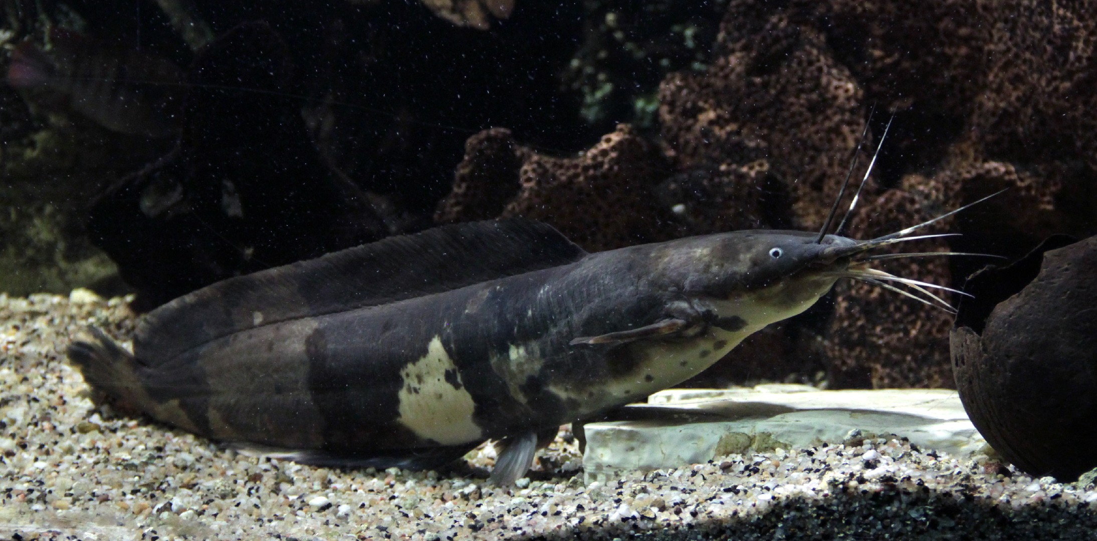 Clarias (Clarias) - Picture Fish