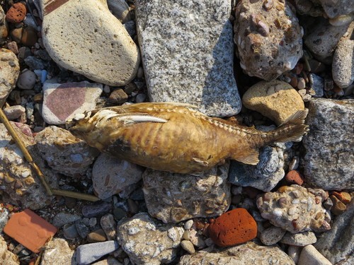 Catfish (Pterodoras granulosus)