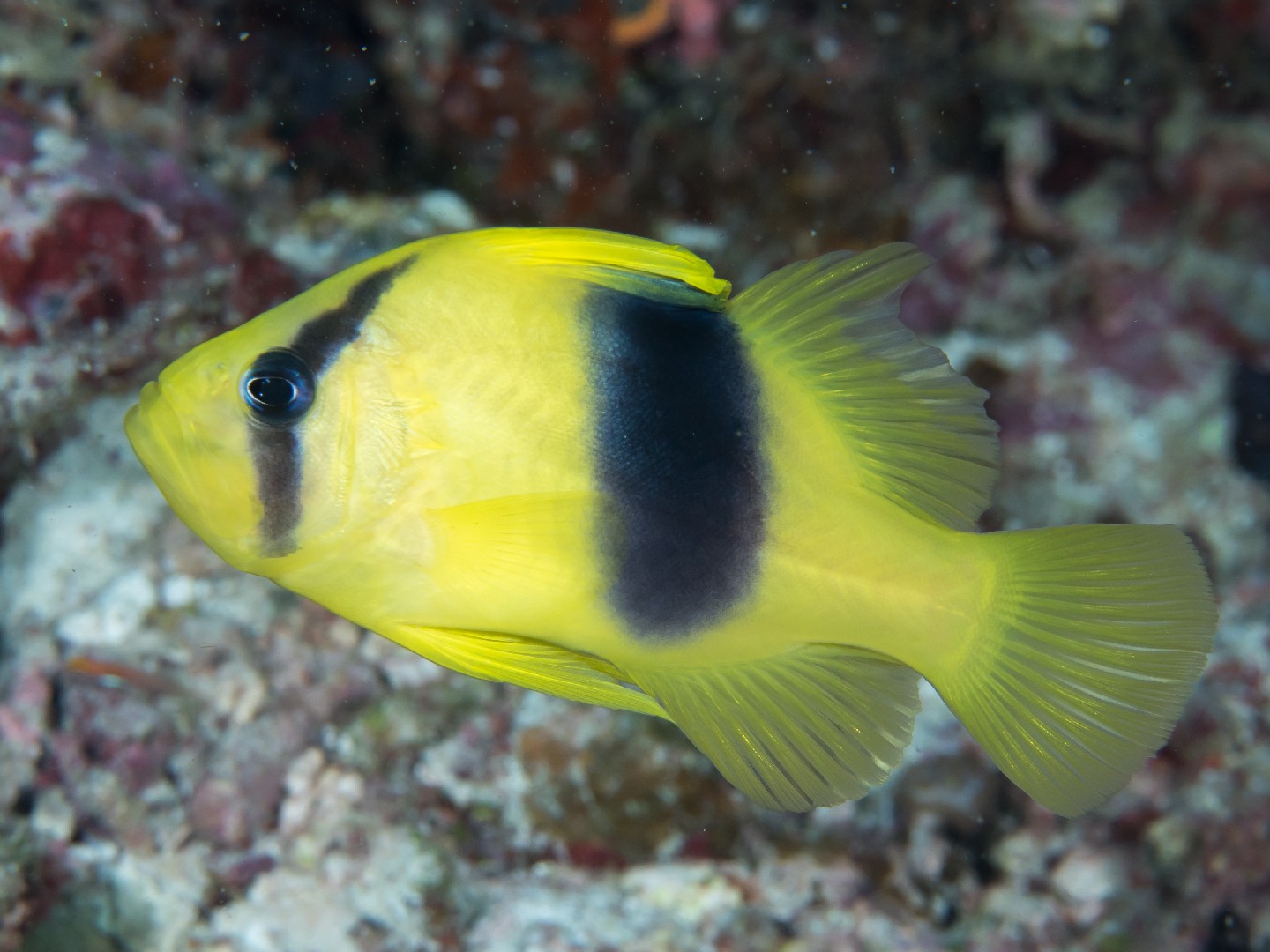 Barred soapfish (Diploprion bifasciatum)